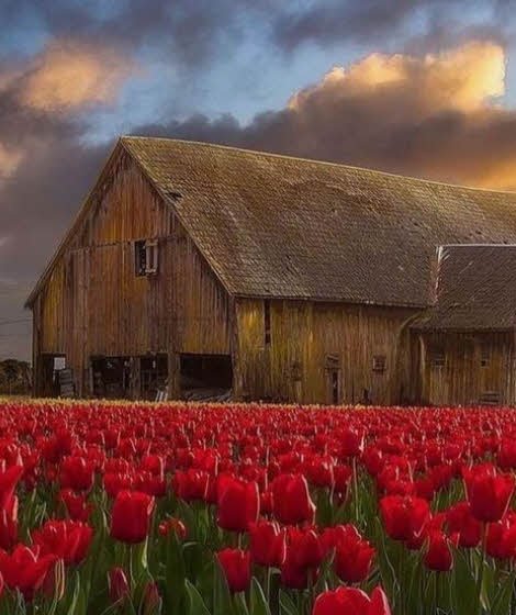 Barn Photos